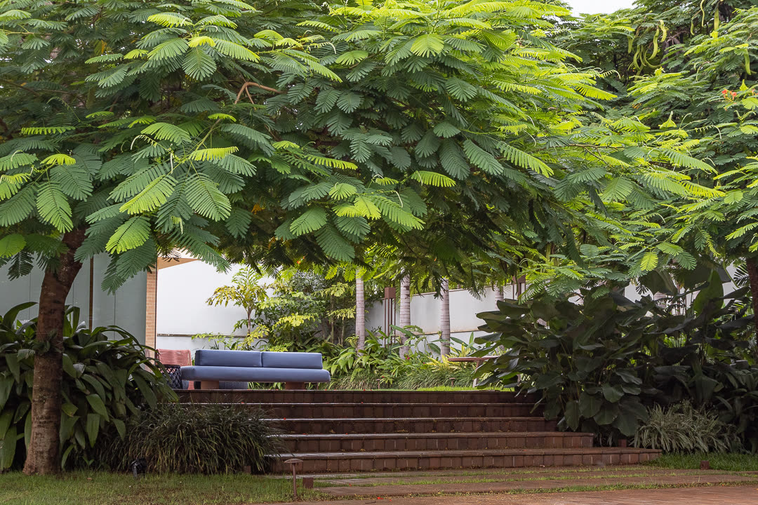 Ipê Amarelo — 2